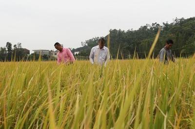 珠海有機(jī)米首獲名牌農(nóng)產(chǎn)品金獎(jiǎng)，開(kāi)創(chuàng)健康食品新篇章