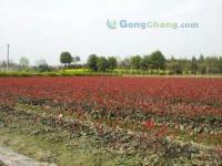 供應(yīng)成都園林綠化及花木觀賞植物批發(fā)，助力景觀綠化升級(jí)——來(lái)自世界工廠網(wǎng)農(nóng)業(yè)世界的信息