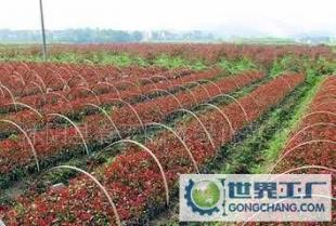 探索紅葉石楠小苗 園林綠化的新生力量
